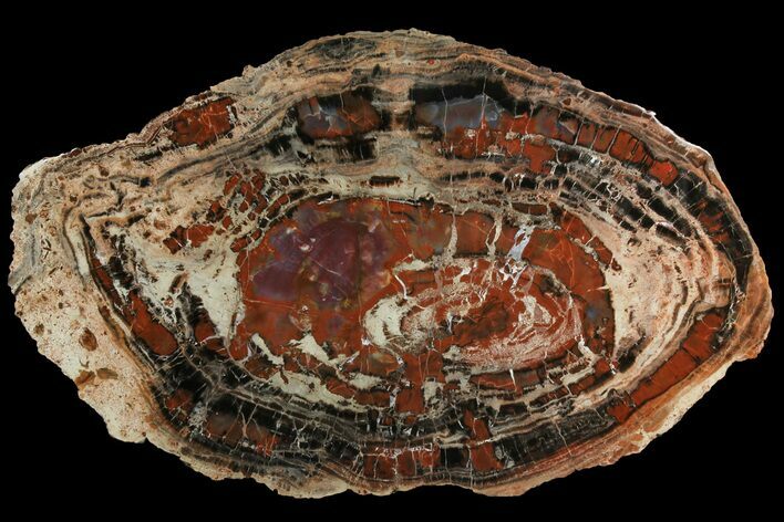 Red & Black Petrified Wood (Araucarioxylon) Round - Arizona #158904